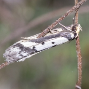 Philobota lysizona at Wamboin, NSW - 4 Oct 2022