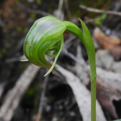 Pterostylis nutans (Nodding Greenhood) at Paddys River, ACT - 11 Oct 2022 by JohnBundock