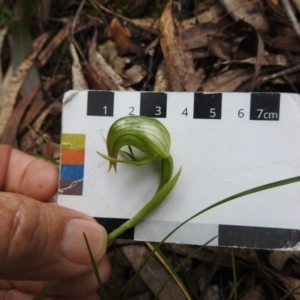 Pterostylis nutans at Paddys River, ACT - 12 Oct 2022