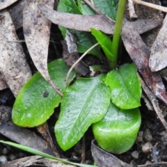 Pterostylis nutans at Paddys River, ACT - suppressed