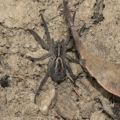 Tasmanicosa sp. (genus) (Unidentified Tasmanicosa wolf spider) at Wamboin, NSW - 4 Oct 2022 by AlisonMilton