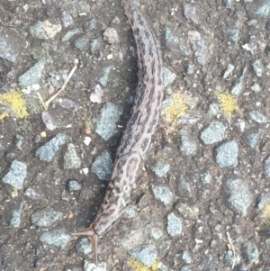 Limax maximus at Turner, ACT - 6 Oct 2022 06:20 PM