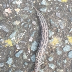 Limax maximus at Turner, ACT - 6 Oct 2022 06:20 PM