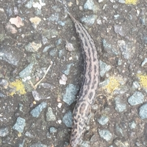 Limax maximus at Turner, ACT - 6 Oct 2022 06:20 PM