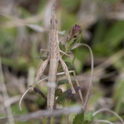 Keyacris scurra (Key's Matchstick Grasshopper) at suppressed - 4 Oct 2022 by AlisonMilton