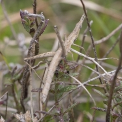 Keyacris scurra at Wamboin, NSW - suppressed