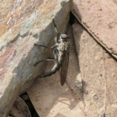 Cerdistus sp. (genus) (Yellow Slender Robber Fly) at Rugosa - 13 Oct 2022 by SenexRugosus
