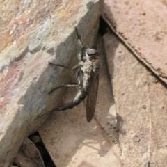 Cerdistus sp. (genus) (Yellow Slender Robber Fly) at Yass River, NSW - 13 Oct 2022 by SenexRugosus