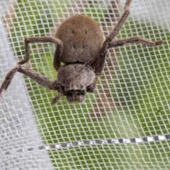 Isopeda sp. (genus) (Huntsman Spider) at Higgins, ACT - 4 Oct 2022 by AlisonMilton