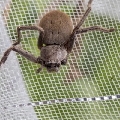 Isopeda sp. (genus) (Huntsman Spider) at Higgins, ACT - 4 Oct 2022 by AlisonMilton