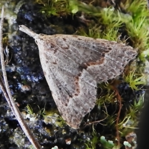 Trigonistis asthenopa at Paddys River, ACT - 12 Oct 2022