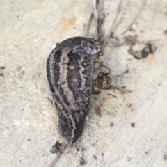 Limax maximus (Leopard Slug, Great Grey Slug) at Wamboin, NSW - 4 Oct 2022 by AlisonMilton