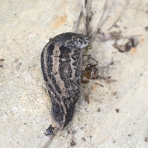 Limax maximus at Wamboin, NSW - suppressed