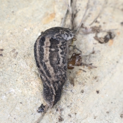 Limax maximus (Leopard Slug, Great Grey Slug) at Wamboin, NSW - 4 Oct 2022 by AlisonMilton