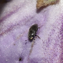 Aethina sp. (genus) at Acton, ACT - 12 Oct 2022 11:00 AM