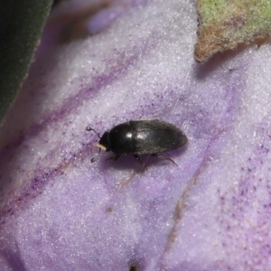 Aethina sp. (genus) at Acton, ACT - 12 Oct 2022