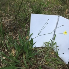 Tricoryne elatior (Yellow Rush Lily) at Yarralumla, ACT - 7 Nov 2021 by grakymhirth@tpg.com