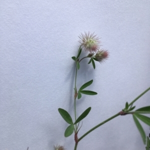 Trifolium arvense at Yarralumla, ACT - 7 Nov 2021 03:00 PM