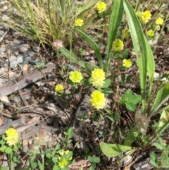 Trifolium campestre (Hop Clover) at Yarralumla, ACT - 7 Nov 2021 by grakymhirth@tpg.com