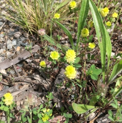 Trifolium campestre (Hop Clover) at Yarralumla, ACT - 7 Nov 2021 by grakymhirth@tpg.com