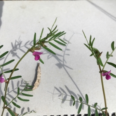 Vicia sativa (Common Vetch) at Yarralumla, ACT - 7 Nov 2021 by grakymhirth@tpg.com