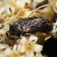 Ptilophorus sp. (genus) at Acton, ACT - 12 Oct 2022 10:46 AM