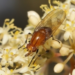 Lauxaniidae (family) (Unidentified lauxaniid fly) at Acton, ACT - 12 Oct 2022 by TimL