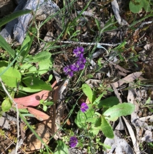 Thysanotus patersonii at Yarralumla, ACT - 9 Oct 2021 10:54 AM