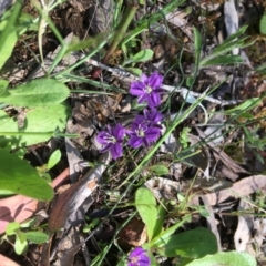 Thysanotus patersonii at Yarralumla, ACT - 9 Oct 2021 10:54 AM