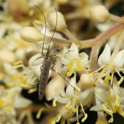 Chironomidae (family) (Non-biting Midge) at Acton, ACT - 11 Oct 2022 by TimL