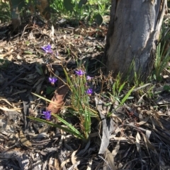 Dianella revoluta (Black-Anther Flax Lily) at Stirling Park - 8 Oct 2021 by grakymhirth@tpg.com