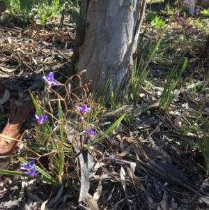 Dianella revoluta at Yarralumla, ACT - 8 Oct 2021 03:30 PM