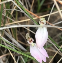 Caladenia carnea (Pink Fingers) at Casey, ACT - 8 Oct 2022 by MattFox