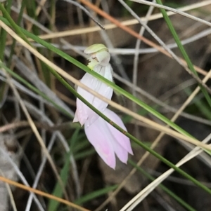 Caladenia carnea at Casey, ACT - 9 Oct 2022