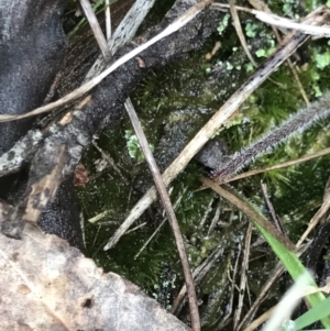 Caladenia carnea at Casey, ACT - 9 Oct 2022