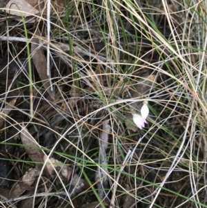 Caladenia carnea at Casey, ACT - 9 Oct 2022