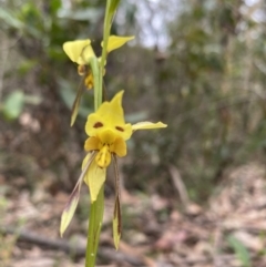Diuris sulphurea (Tiger Orchid) at Thirlmere, NSW - 12 Oct 2022 by GlossyGal