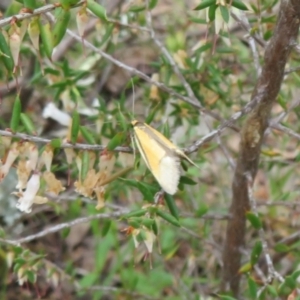 Philobota undescribed species near arabella at Bonner, ACT - 12 Oct 2022