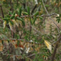 Philobota undescribed species near arabella at Bonner, ACT - 12 Oct 2022