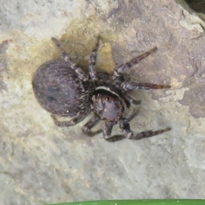 Maratus griseus (Jumping spider) at Mulligans Flat - 12 Oct 2022 by Christine