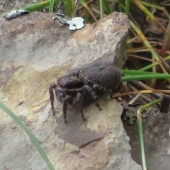 Maratus griseus at Bonner, ACT - 12 Oct 2022 02:04 PM