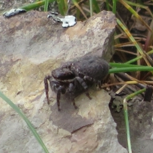 Maratus griseus at Bonner, ACT - 12 Oct 2022 02:04 PM