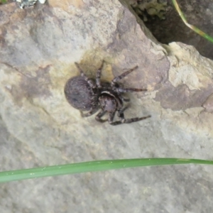 Maratus griseus at Bonner, ACT - 12 Oct 2022 02:04 PM