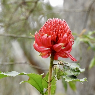 Telopea speciosissima (NSW Waratah) at Thirlmere, NSW - 11 Oct 2022 by GlossyGal