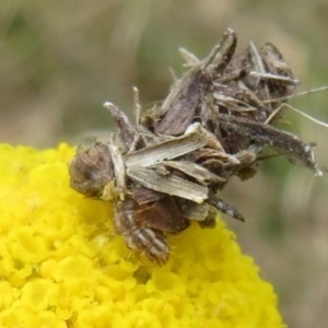 Heliocosma (genus) at Bonner, ACT - 12 Oct 2022 12:53 PM