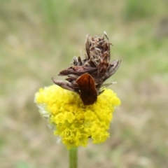 Heliocosma (genus) at Bonner, ACT - 12 Oct 2022