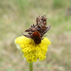 Heliocosma (genus) at Bonner, ACT - 12 Oct 2022 12:53 PM