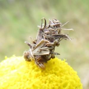 Heliocosma (genus) at Bonner, ACT - 12 Oct 2022 12:53 PM