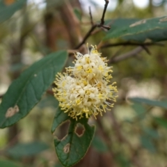 Pomaderris betulina subsp. actensis (Canberra Pomaderris) at Woodstock Nature Reserve - 13 Oct 2022 by RobG1