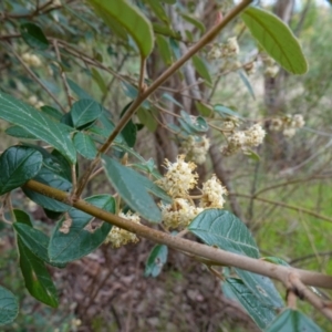 Pomaderris betulina subsp. actensis at Coree, ACT - 13 Oct 2022